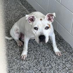 Shelter Stray Female Dog last seen , 425 Kirksey Dr, Morganton, NC 28655, USA