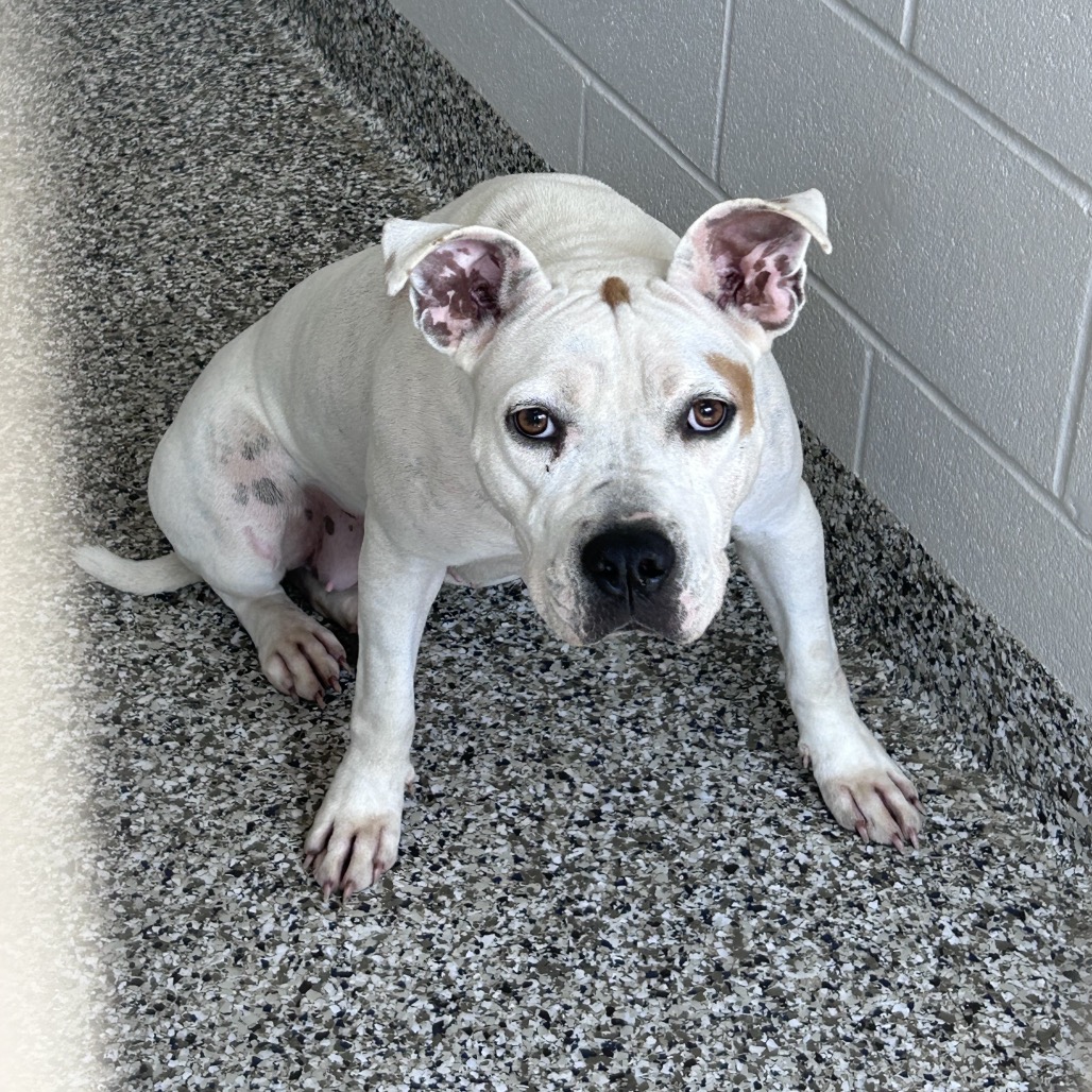 Shelter Stray Female Dog last seen , 425 Kirksey Dr, Morganton, NC 28655, USA