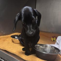 Shelter Stray Male Dog last seen , 14 Forever Friend Ln, Asheville, NC 28806, USA