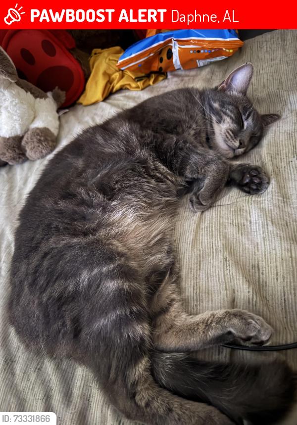 Lost Female Cat last seen Bay view drive in Lakeforest neighborhood, Daphne, AL 36526