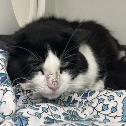 Shelter Stray Male Cat last seen , Animal Care & Control Team of Philly, 111 W Hunting Park Ave, Philadelphia, PA 19140, USA
