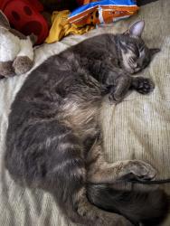 Lost Female Cat last seen Bay view drive in Lakeforest neighborhood, Daphne, AL 36526