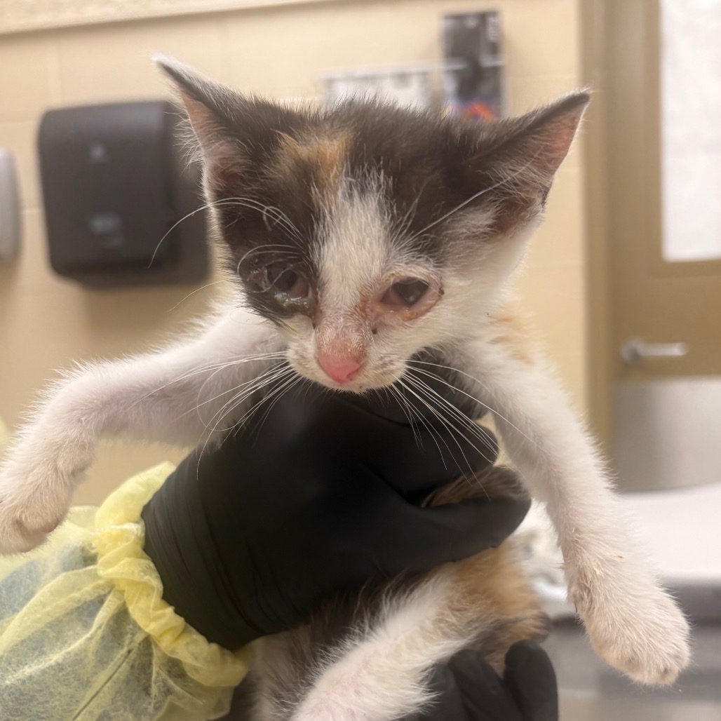 Shelter Stray Female Cat last seen , 5570 Sturmer Park Cir, Winston-Salem, NC 27105, USA