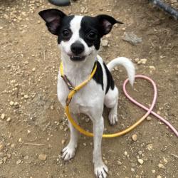 Shelter Stray Male Dog last seen , Animal Care & Control Team of Philly, 111 W Hunting Park Ave, Philadelphia, PA 19140, USA