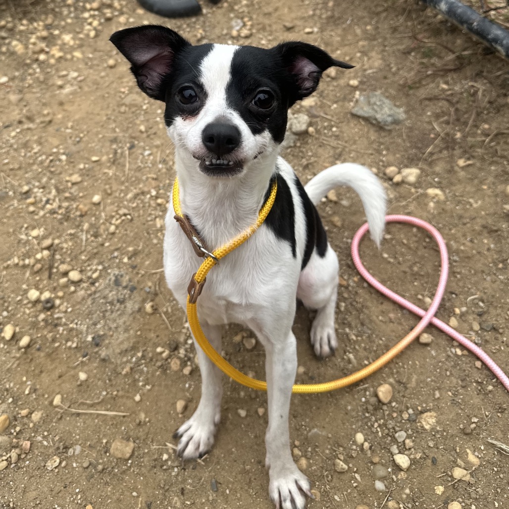 Shelter Stray Male Dog last seen , Animal Care & Control Team of Philly, 111 W Hunting Park Ave, Philadelphia, PA 19140, USA