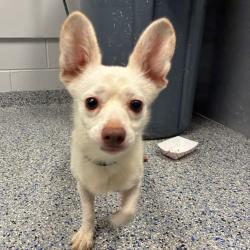Shelter Stray Male Dog last seen , 328 Furman Hall Rd, Greenville, SC 29609, USA