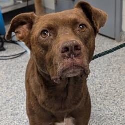Shelter Stray Male Dog last seen , 328 Furman Hall Rd, Greenville, SC 29609, USA