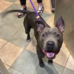 Shelter Stray Male Dog last seen , 4500 N Access Rd, Chattanooga, TN 37415, USA