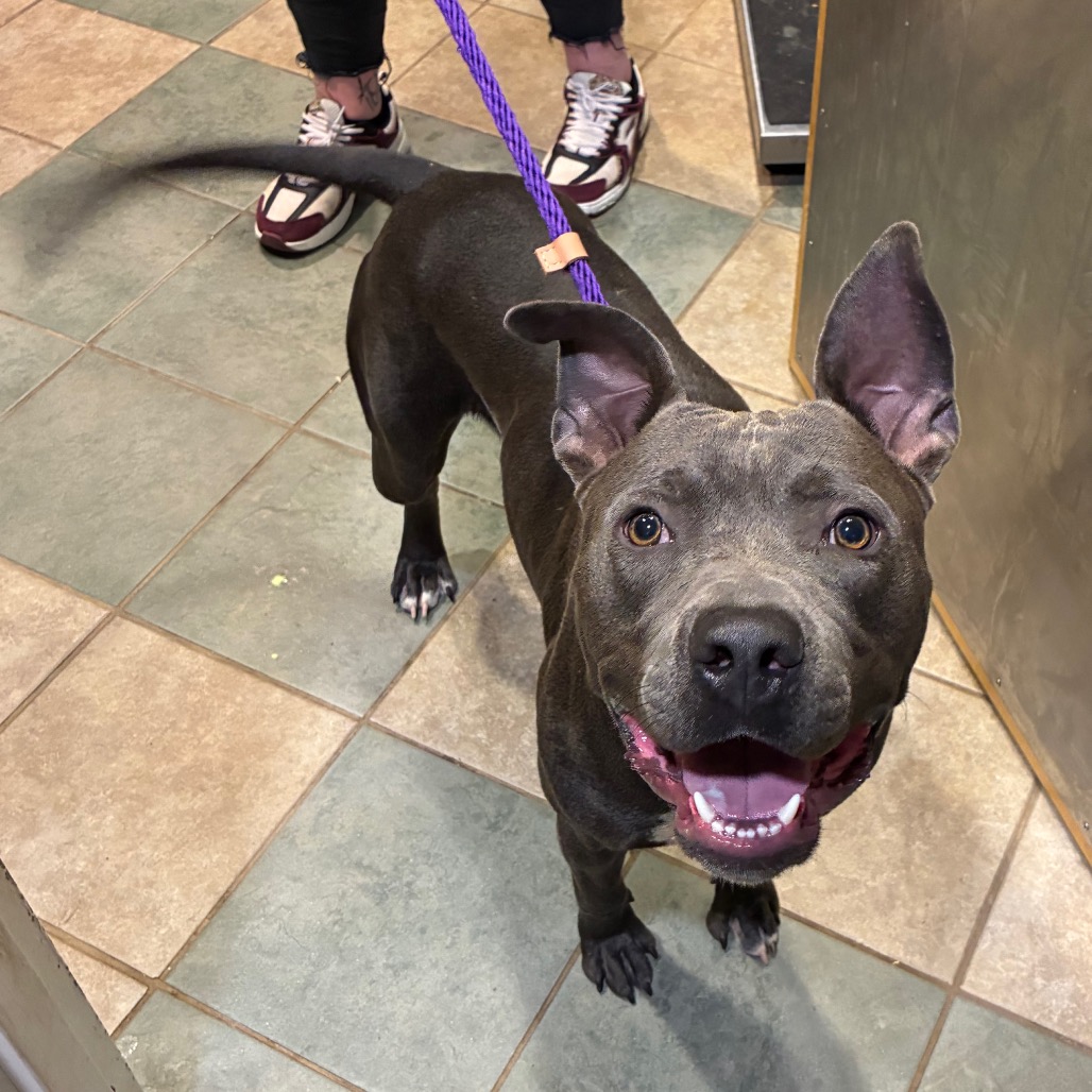 Shelter Stray Male Dog last seen , 4500 N Access Rd, Chattanooga, TN 37415, USA