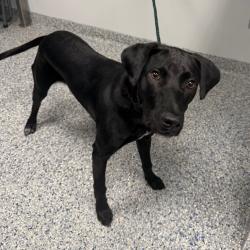 Shelter Stray Male Dog last seen , 328 Furman Hall Rd, Greenville, SC 29609, USA