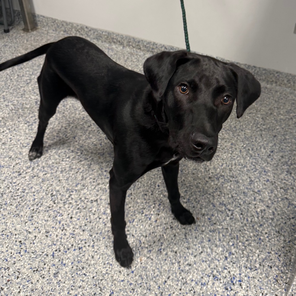 Shelter Stray Male Dog last seen , 328 Furman Hall Rd, Greenville, SC 29609, USA