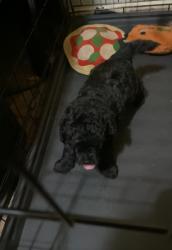 Reunited Male Dog last seen Capps St, Durham, NC 27707, USA, Durham, NC 27707