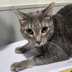 Shelter Stray Male Cat last seen , 3607 N Armenia Ave, Tampa, FL 33607, USA