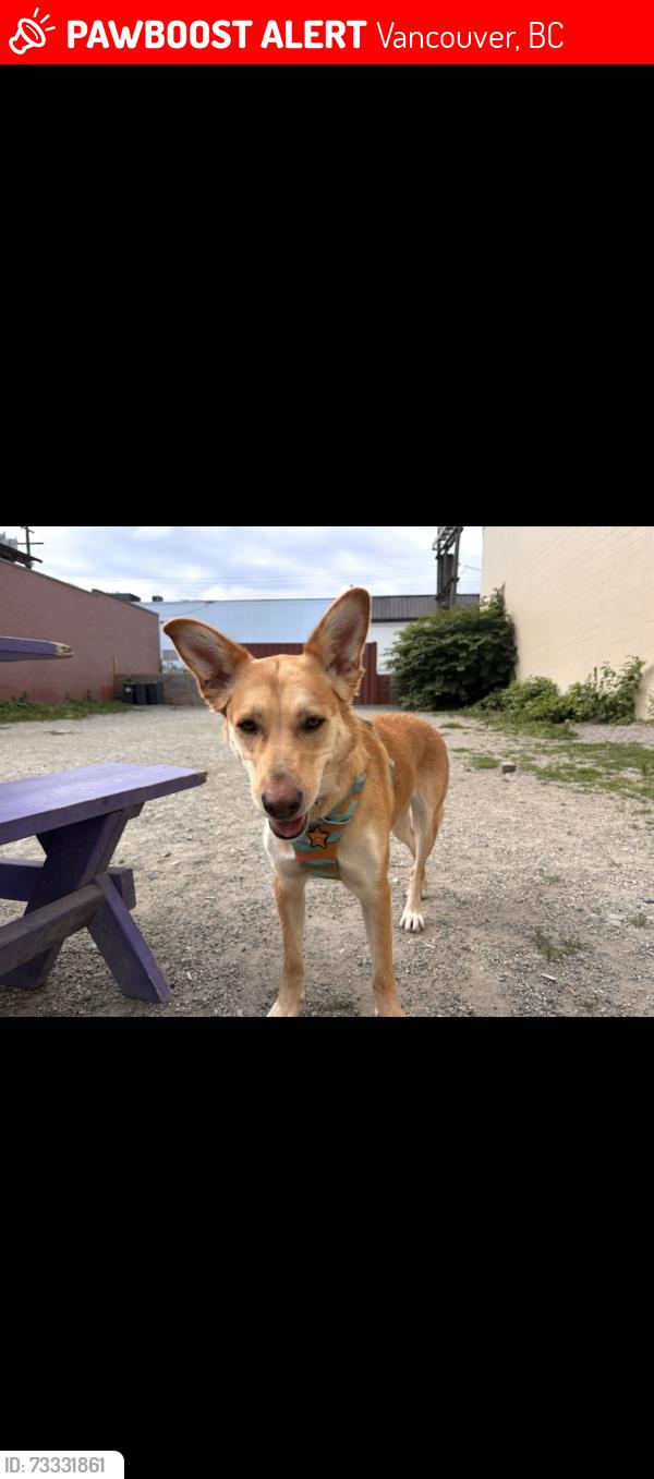Lost Female Dog last seen Glen Drive and East 11th Ave, Vancouver, BC 
