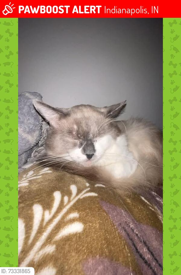 Lost Male Cat last seen Near lake shore South c, Indianapolis, IN 46240