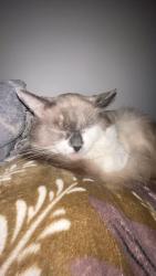 Lost Male Cat last seen Near lake shore South c, Indianapolis, IN 46240