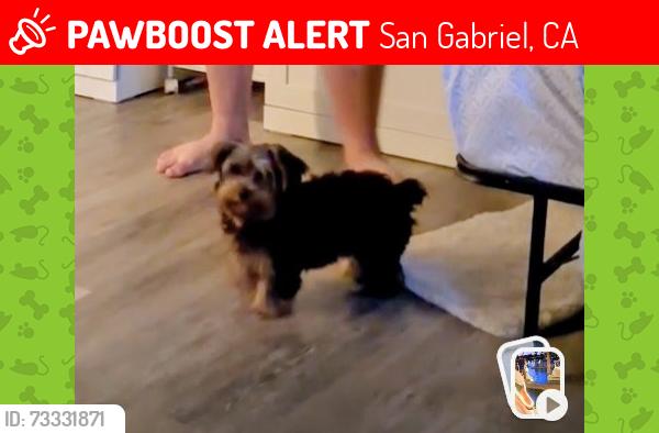 Lost Female Dog last seen San Marino/last tunas, San Gabriel, CA 91775