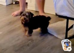 Lost Female Dog last seen San Marino/last tunas, San Gabriel, CA 91775