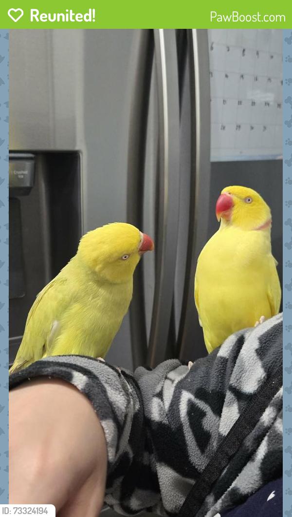 Reunited Male Bird last seen Near lawndale cres brampton, Brampton, ON L6S 3L3