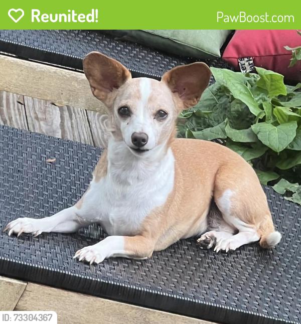 Reunited Female Dog last seen Bourque Road near Johnston Street, Cumberland, RI 02864