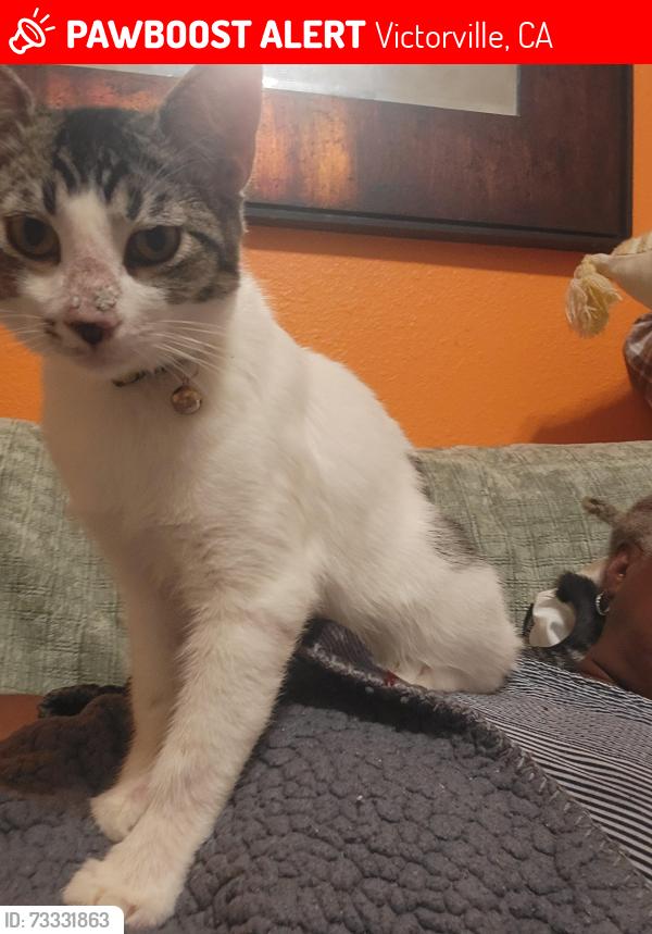 Lost Male Cat last seen Woodview, Victorville, CA 92392