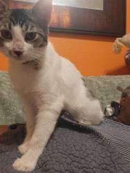 Lost Male Cat last seen Woodview, Victorville, CA 92392