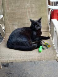 Lost Male Cat last seen Route 201 near Rogers auto, Fayette County, PA 15486
