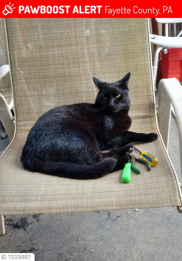 Lost Male Cat last seen Route 201 near Rogers auto, Fayette County, PA 15486
