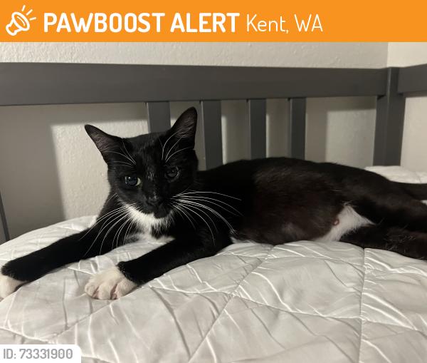 Found/Stray Female Cat last seen By Wizard’s Keep Games, Kent, WA 98031