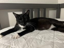Found/Stray Female Cat last seen By Wizard’s Keep Games, Kent, WA 98031