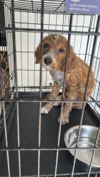 Found/Stray Female Dog last seen Near ave, Sunrise, FL 33322