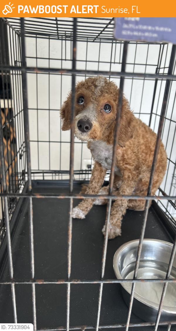 Found/Stray Female Dog last seen Near ave, Sunrise, FL 33322