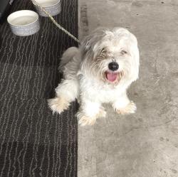 Found/Stray Unknown Dog last seen lake promenade blvd & n fry rd., Lakeville, TX 77449