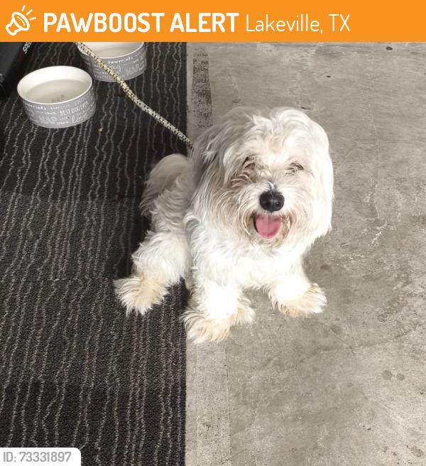 Found/Stray Unknown Dog last seen lake promenade blvd & n fry rd., Lakeville, TX 77449