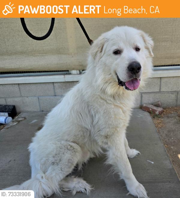 Found/Stray Male Dog last seen Near Maine Ave, Long Beach, CA 90806, Long Beach, CA 90806