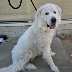 Found/Stray Male Dog last seen Near Maine Ave, Long Beach, CA 90806, Long Beach, CA 90806