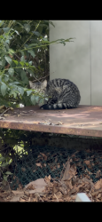 Found/Stray Unknown Cat last seen Bagel Supreme, Paramus, NJ 07652