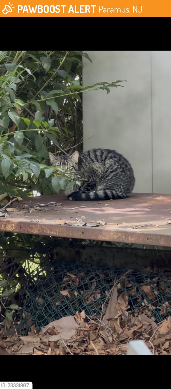 Found/Stray Unknown Cat last seen Bagel Supreme, Paramus, NJ 07652