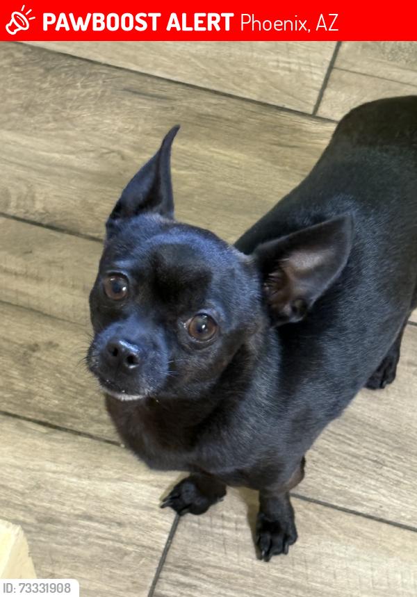 Lost Male Dog last seen Marivue park, Phoenix, AZ 85031