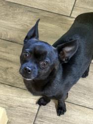 Lost Male Dog last seen Marivue park, Phoenix, AZ 85031