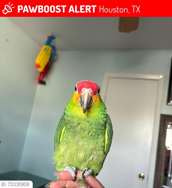 Lost Male Other last seen Silvan hills dr, Houston, TX 77047