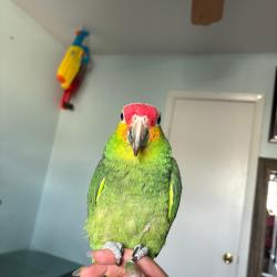Lost Male Other last seen Silvan hills dr, Houston, TX 77047