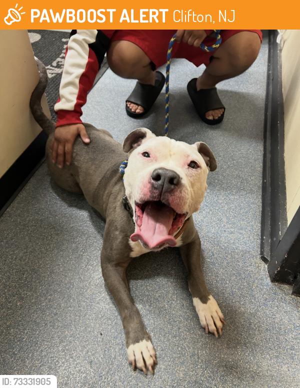Found/Stray Male Dog last seen Near Lakeview Ave Clifton, Clifton, NJ 07011
