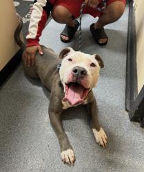 Found/Stray Male Dog last seen Near Lakeview Ave Clifton, Clifton, NJ 07011