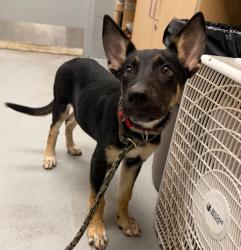 Shelter Stray Male Dog last seen Midwest City, 8485 E Reno Ave, Midwest City, OK 73110, USA