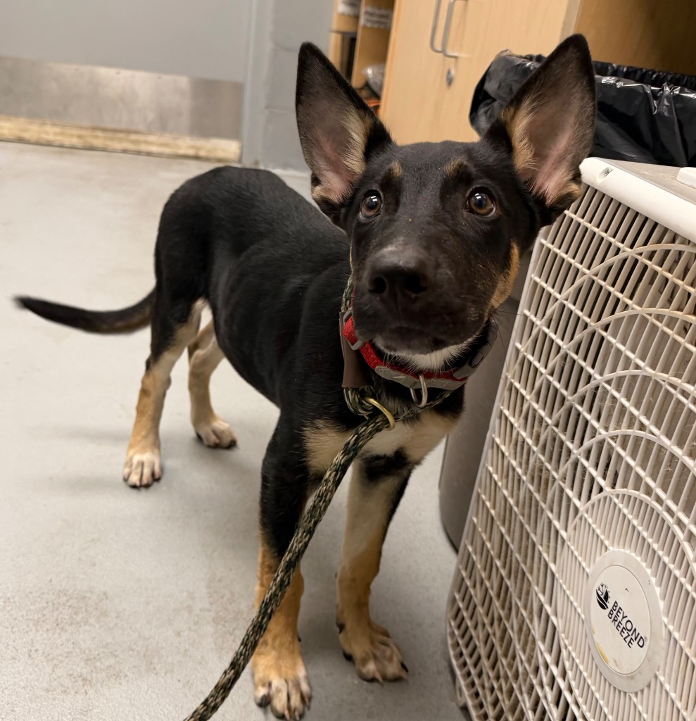 Shelter Stray Male Dog last seen Midwest City, 8485 E Reno Ave, Midwest City, OK 73110, USA