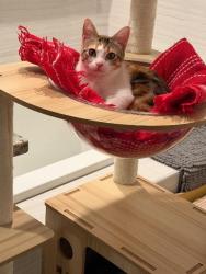 Shelter Stray Female Cat last seen Bexar County, 3353 Morningside Dr, New Braunfels, TX 78132, USA