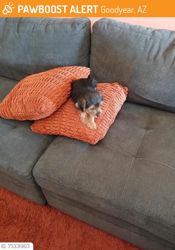 Found/Stray Male Dog last seen Las Brisas and Jones, Goodyear, AZ 85338