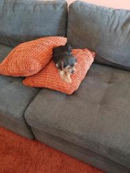 Found/Stray Male Dog last seen Las Brisas and Jones, Goodyear, AZ 85338