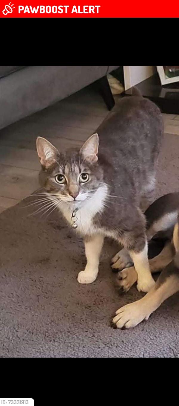 Lost Female Cat last seen David Sutherland court, Invergordon, Scotland 
